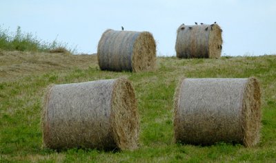 rolled hay with birds...