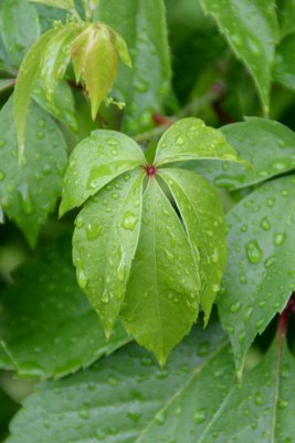 wet  leaves...