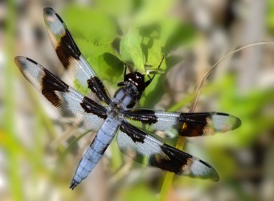 Eight-Spotted Skimmer