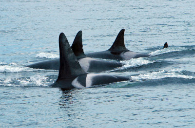 Pod of Orca Whales