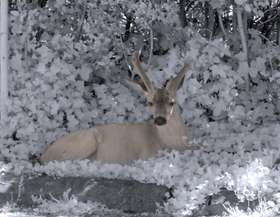 Infrared Deer - Camosun College