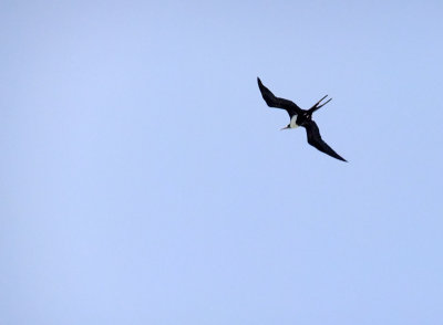  Frigate Bird