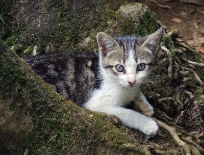 Feral Kitten #3