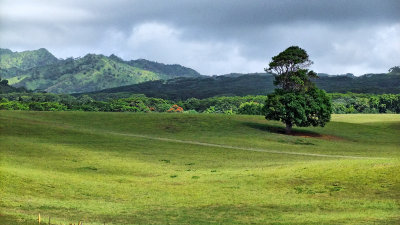 Farm Land near Kilauea  
