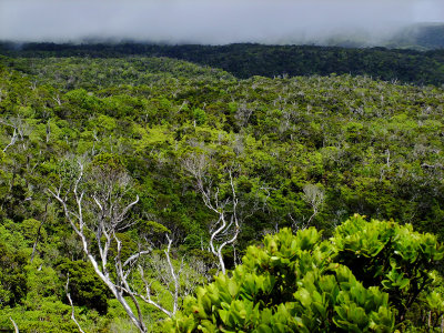 View of Forest