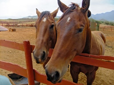  Horses at CJM Country Stables -  Poipu