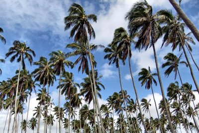 Palms near Waipouli