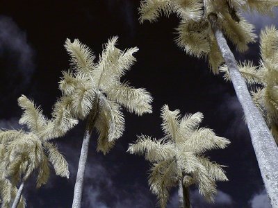  Palms near County Building - Infrared