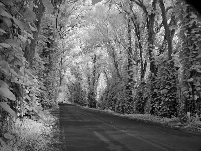 The Tree Tunnel - Infrared