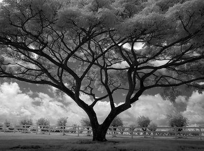 Tree near Kilauea  -Infrared