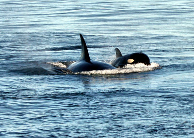 Orca Whales-  Mother and Calf