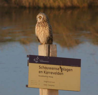 short-eared owl / velduil, Koudekerksche Inlaag