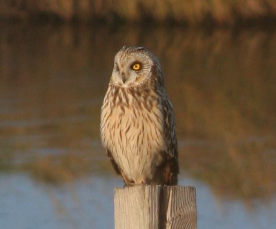 short-eared owl / velduil, Koudekerksche Inlaag