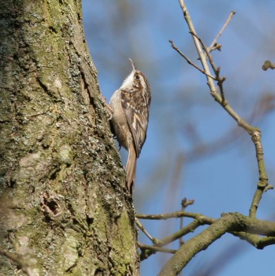 treecreepers & nuthatches