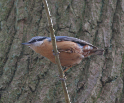 nuthatch / boomklever