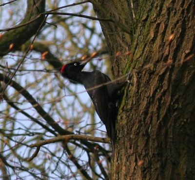 black woodpecker / zwarte specht