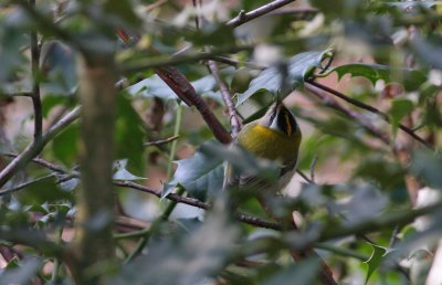 firecrest / vuurgoudhaantje