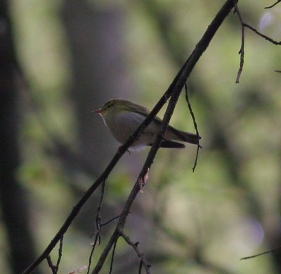 wood warbler / fluiter