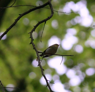 wood warbler / fluiter