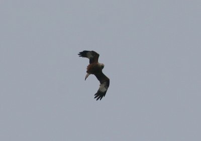 red kite / rode wouw