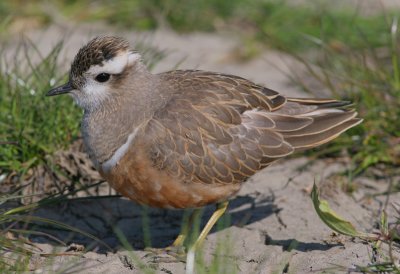 dotterel / morinelplevier