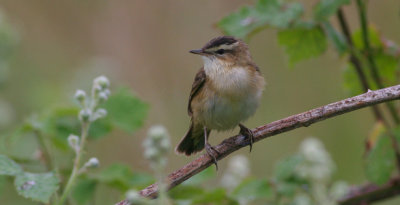 sedge warbler / rietzanger