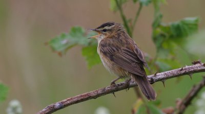 sedge warbler / rietzanger, Wissekerke