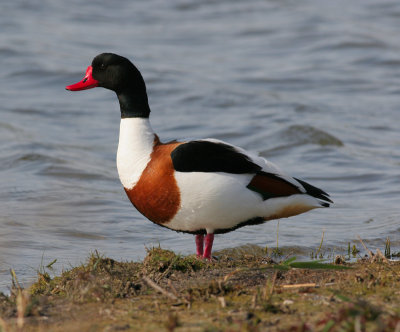 shelduck / bergeend