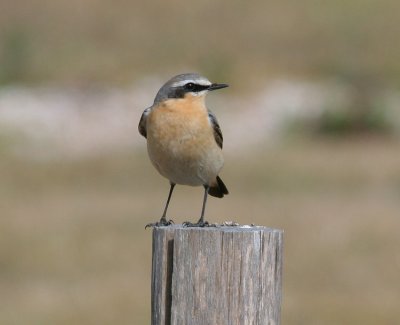 wheatear / tapuit