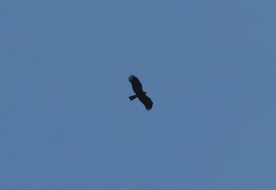 asian black eagle, ssp mayalensis