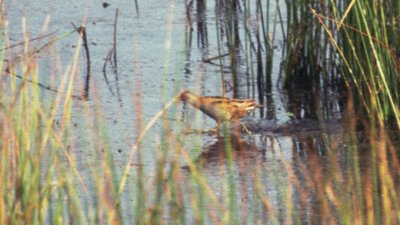 little crake / klein waterhoen, Kampina, Noord Brabant