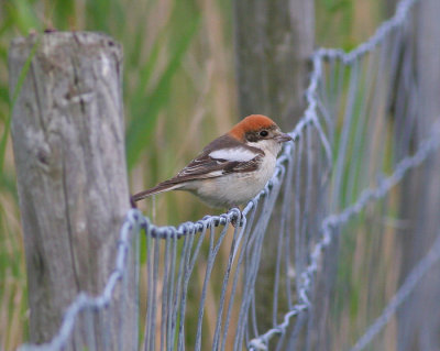 woodchat shrike / roodkopklauwier