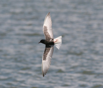 white-winged tern / witvleugelstern