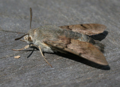 humming-bird hawk-moth / kolibrievlinder