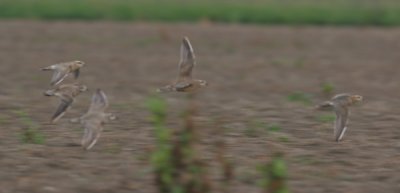 dotterel / morinelplevier