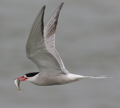 common tern / visdief