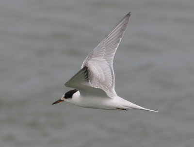 common tern / visdief