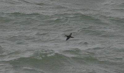 manx shearwater / noordse pijlstormvogel