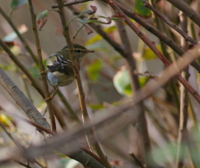 yellow-browed warbler / bladkoning