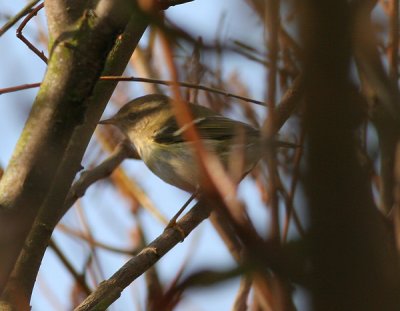 yellow-browed warbler / bladkoning