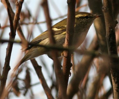 yellow-browed warbler / bladkoning