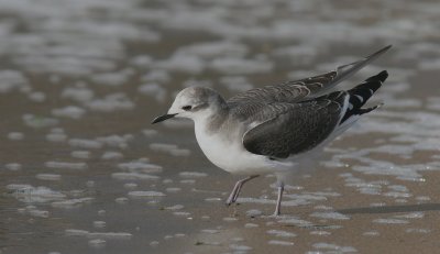 sabines gull / vorkstaartmeeuw