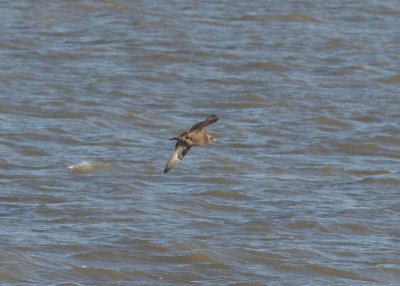 parasitic skua