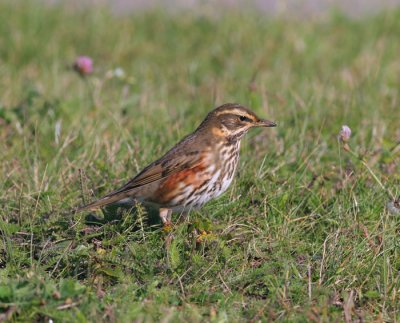 redwing