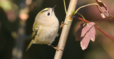 goldcrest