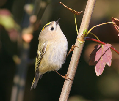 goldcrest