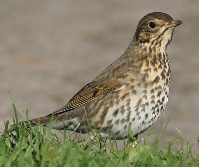 song thrush