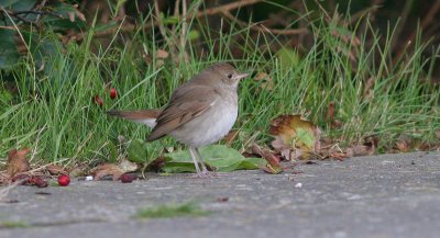 thrush nightingale