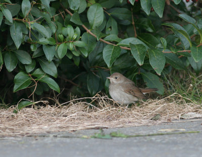 thrush nightingale