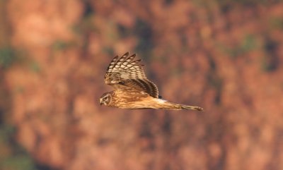 hen harrier